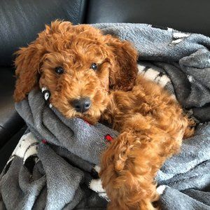 Meet your Posher, Jordana